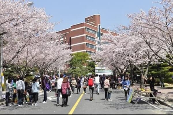 Khung cảnh mùa xuân tại trường Đại học quốc gia Chungnam